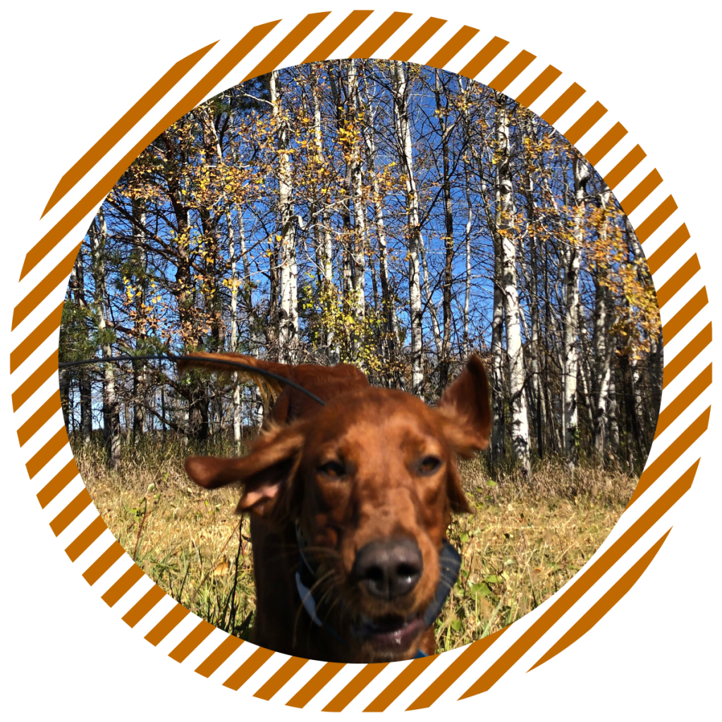 dog running up to sniff camera