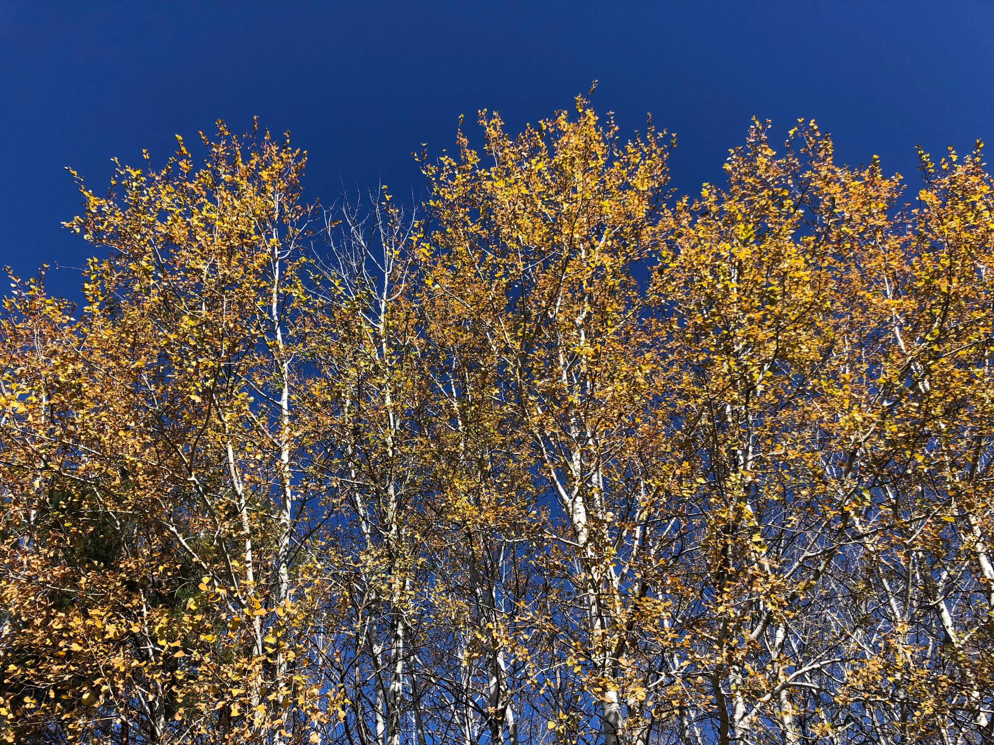 picture of Birch trees and blue sky
